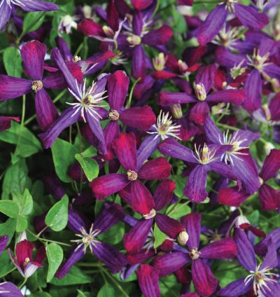 Sweet Summer Love Clematis