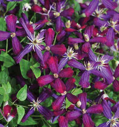 Sweet Summer Love Clematis