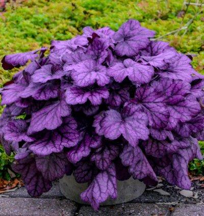 Primo Wild Rose Coral Bells