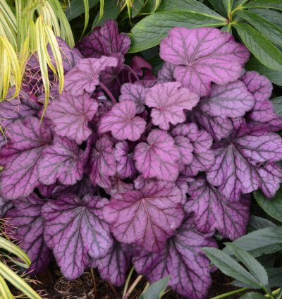 Primo Wild Rose Coral Bells