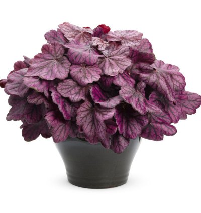 Primo Wild Rose Coral Bells
