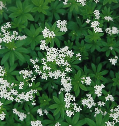 Sweet Woodruff