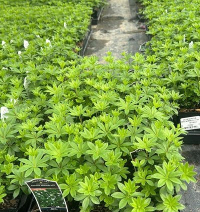 Sweet Woodruff