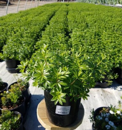 Sweet Woodruff