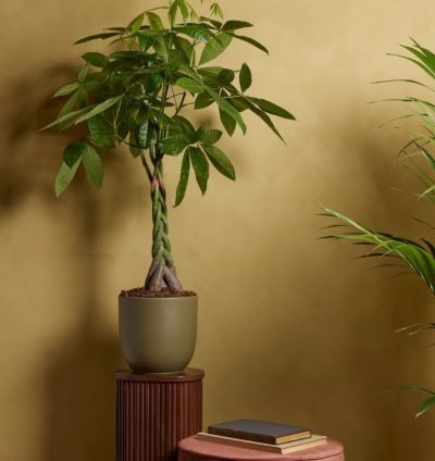 Aquatica Pachira (Money Tree) Plant