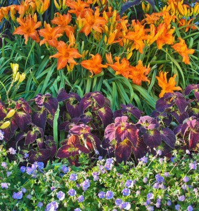 Rainbow Rhythm Primal Scream Daylily