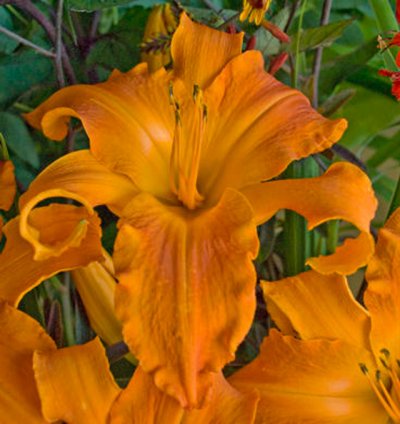 Rainbow Rhythm Primal Scream Daylily