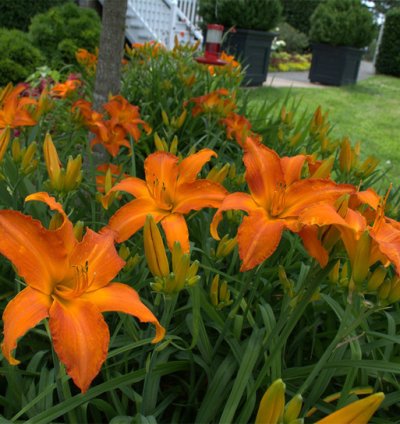 Rainbow Rhythm Primal Scream Daylily
