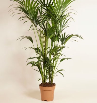 Kentia Palm (Howea forsteriana) – Elegant Indoor Tropical Plant