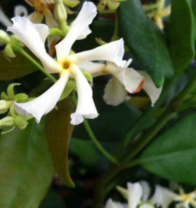 Star Jasmine Vine