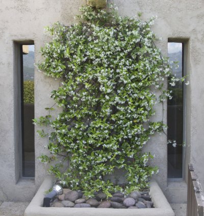 Star Jasmine Vine