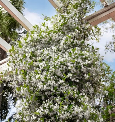 Star Jasmine Vine