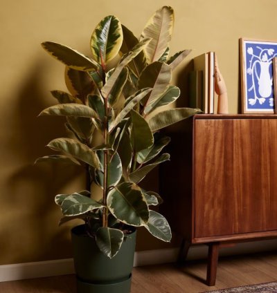 Tineke Ficus – Variegated Rubber Tree Plant for Stylish Indoor Living