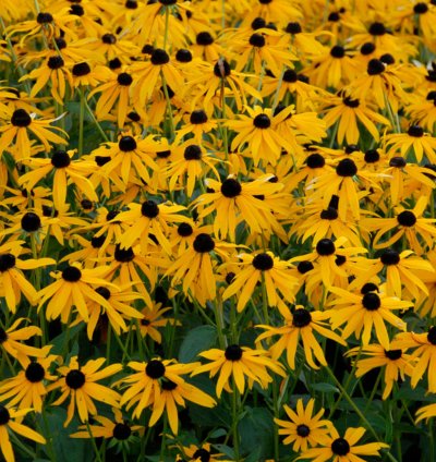 Goldsturm Black-Eyed Susan