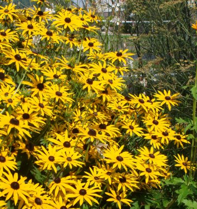Goldsturm Black-Eyed Susan