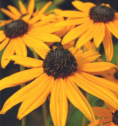 Goldsturm Black-Eyed Susan