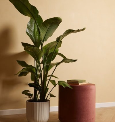 Strelitzia Nicolai – Bird of Paradise Plant for Lush Tropical Vibes