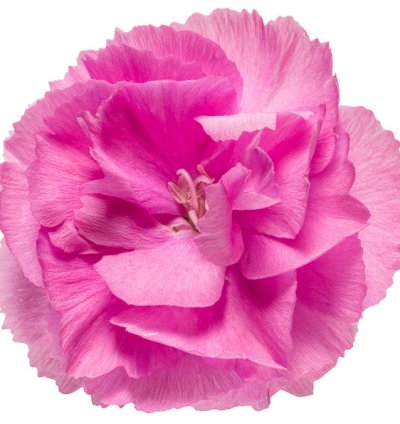 Fruit Punch Sweetie Pie Pinks Dianthus