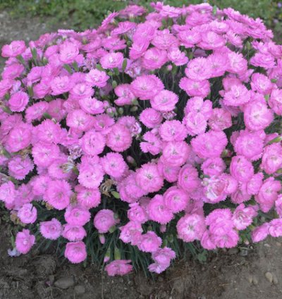 Fruit Punch Sweetie Pie Pinks Dianthus