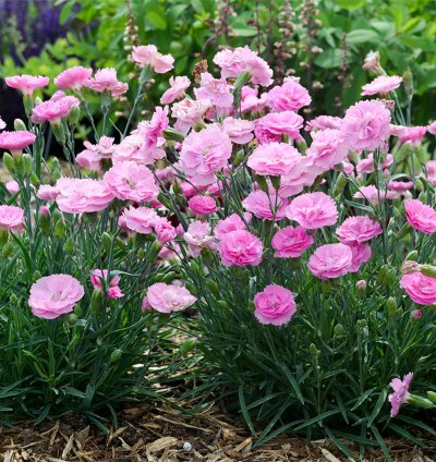 Fruit Punch Sweetie Pie Pinks Dianthus