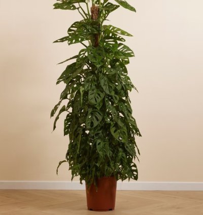 Monstera Adansonii – Monkey Mask Plant for Stylish Jungle Vibes