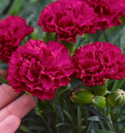 Fruit Punch Cranberry Cocktail Pinks Dianthus