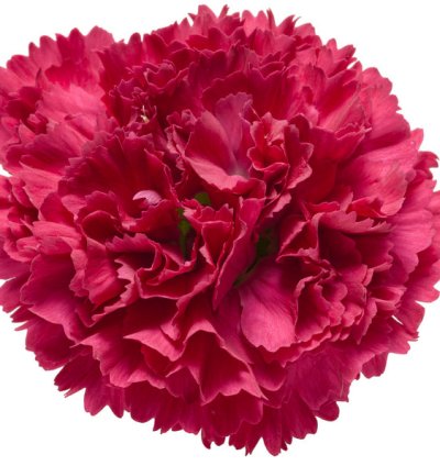 Fruit Punch Cranberry Cocktail Pinks Dianthus