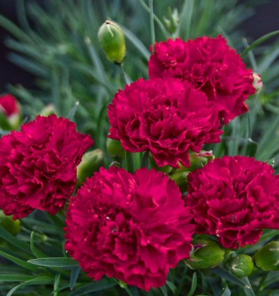 Fruit Punch Cranberry Cocktail Pinks Dianthus