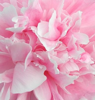Pink Sarah Bernhardt Peony