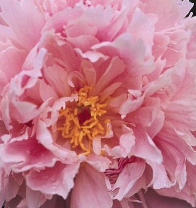 Pink Sarah Bernhardt Peony