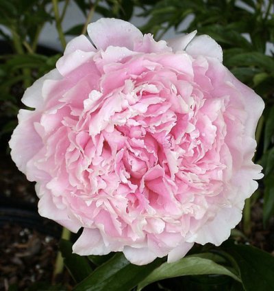 Pink Sarah Bernhardt Peony