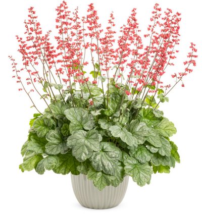 Dolce Spearmint Coral Bells