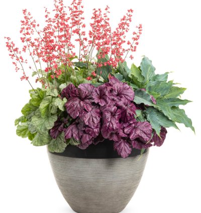 Dolce Spearmint Coral Bells