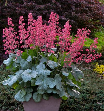 Dolce Spearmint Coral Bells