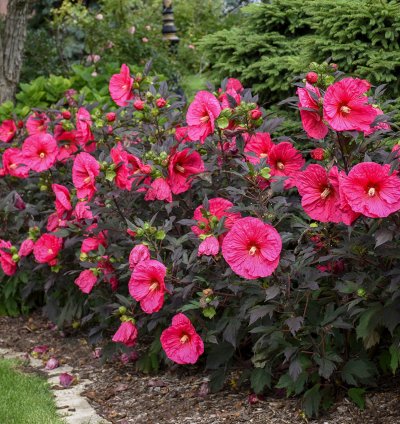 Summerific Evening Rose Hibiscus