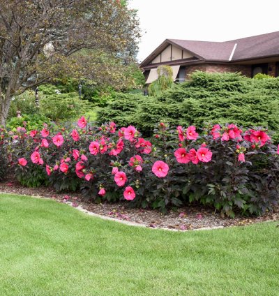 Summerific Evening Rose Hibiscus