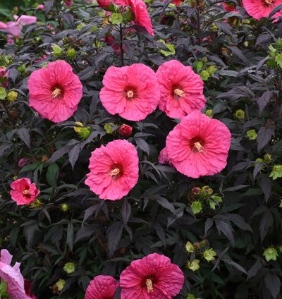 Summerific Evening Rose Hibiscus