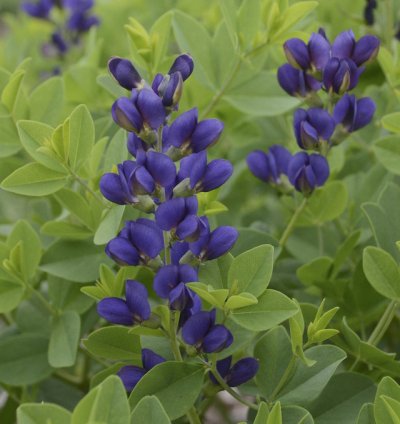 Decadence Sparkling Sapphires False Indigo