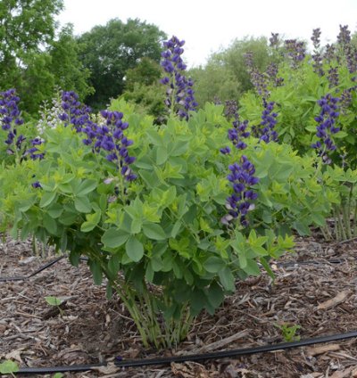 Decadence Sparkling Sapphires False Indigo