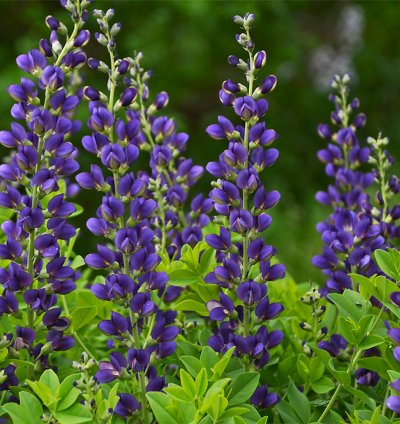 Decadence Sparkling Sapphires False Indigo