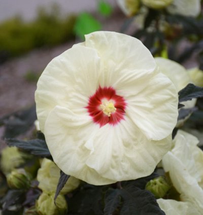 Summerific French Vanilla Hibiscus