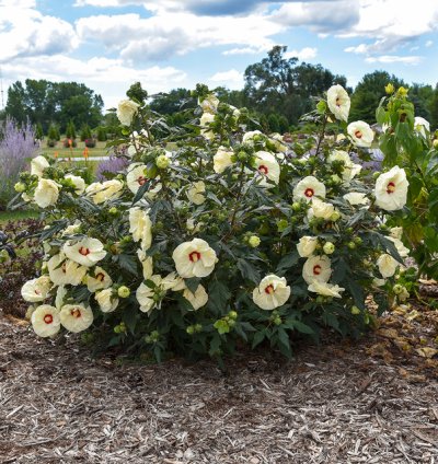 Summerific French Vanilla Hibiscus
