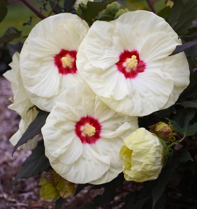 Summerific French Vanilla Hibiscus