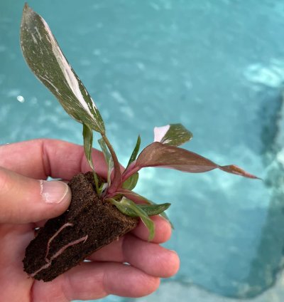 Philodendron Pink Princess Starter Plant | Easy Care Indoor Houseplant