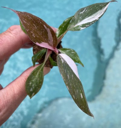 Philodendron Pink Princess Starter Plant | Easy Care Indoor Houseplant