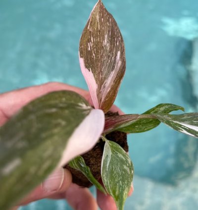 Philodendron Pink Princess Starter Plant | Easy Care Indoor Houseplant