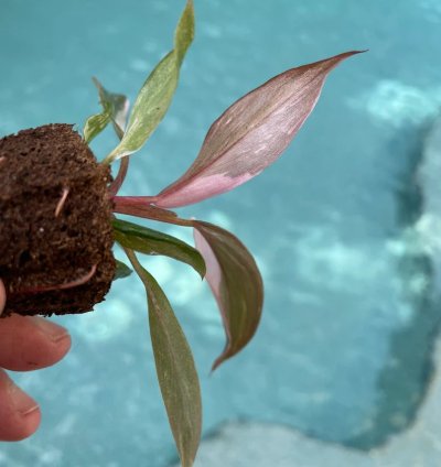 Philodendron Pink Princess Starter Plant | Easy Care Indoor Houseplant