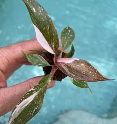 Philodendron Pink Princess Starter Plant | Easy Care Indoor Houseplant