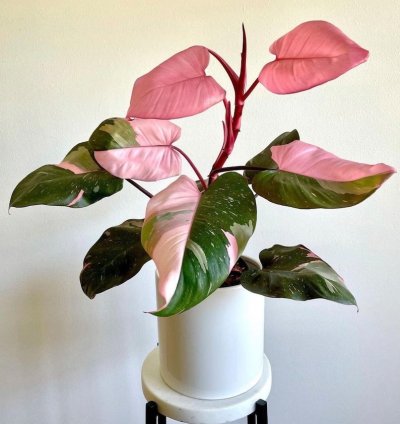 Philodendron Pink Princess Starter Plant | Easy Care Indoor Houseplant