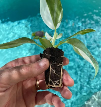 Philodendron Punctata Starter Plant | Variegated Foliage